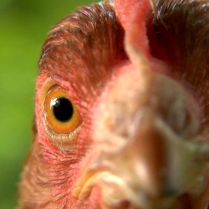 huhn